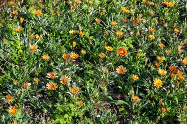 Bahçede Gazania portakal çiçekleri, arka plan.