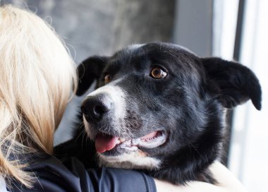  kollarında zavallı köpek