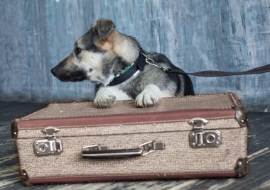 bir bavul ile zavallı köpek