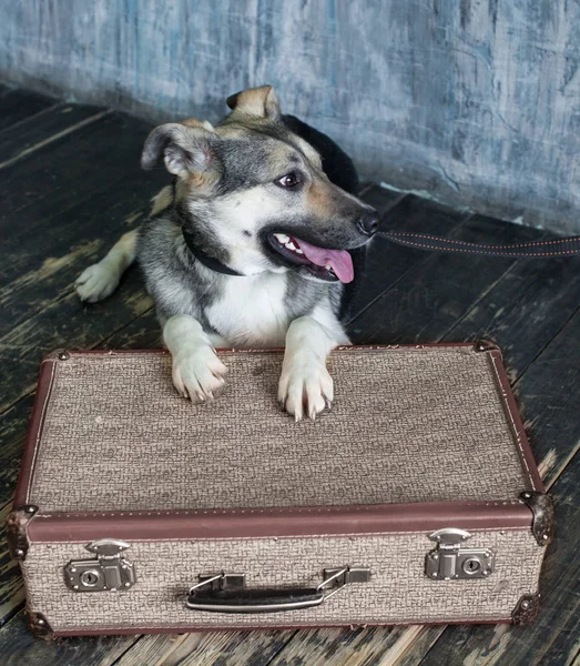 Povero Cane Con Una Valigia — Foto Stock