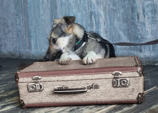 Povero Cane Con Una Valigia — Foto Stock