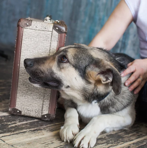 Arme Hond Met Een Koffer — Stockfoto
