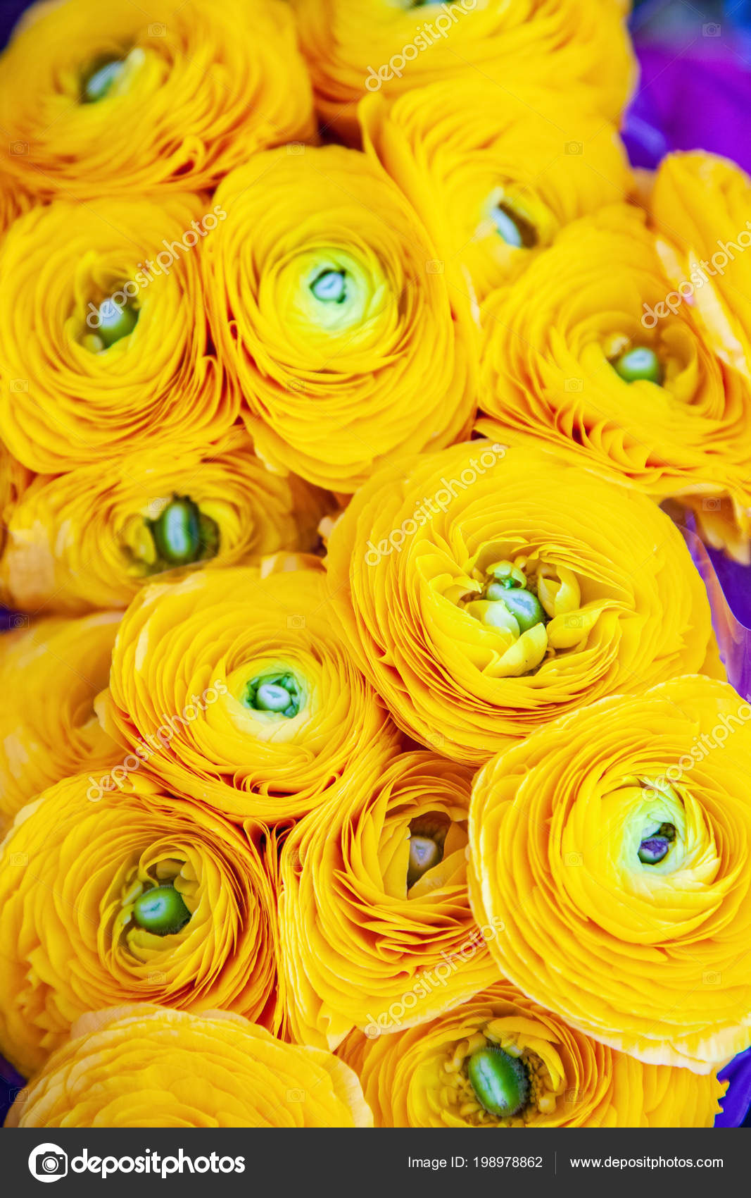 Close View Beautiful Yellow Ranunculus Flowers Backdrop — Free Stock