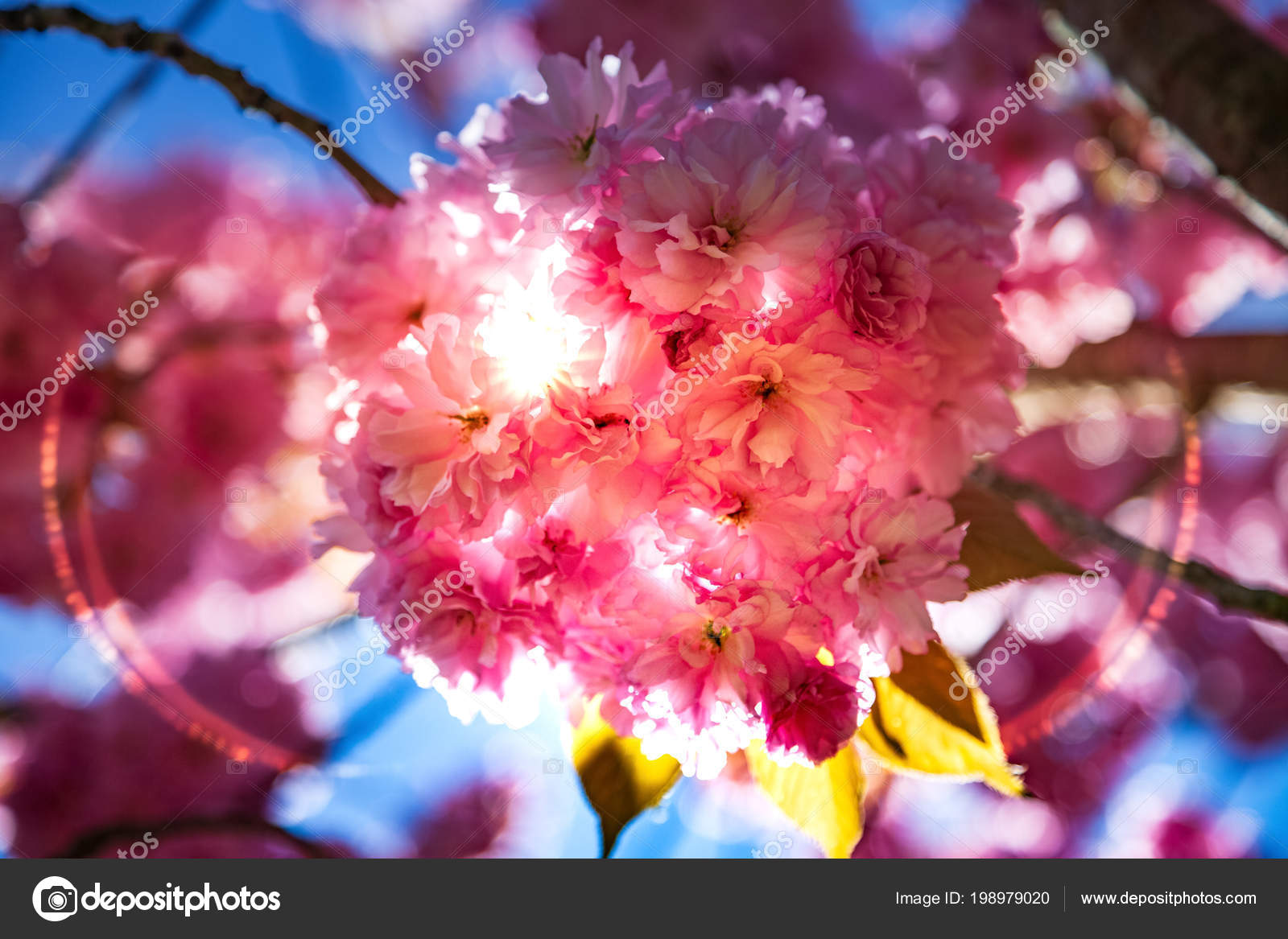 ᐈ Cherry Blossoms Stock Pictures Royalty Free Sakura Images Download On Depositphotos