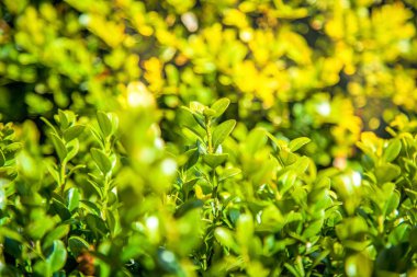 Yeşil yapraklı ve güneş ışığı arkaplanlı boxwood çalılarının görüntüsünü kapat