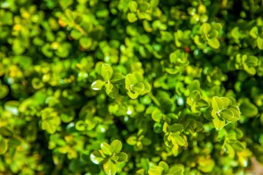 close up view of boxwood bushes with green foliage background clipart