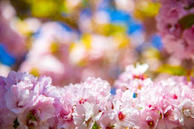 selective focus of beautiful cherry tree blossom backdrop clipart
