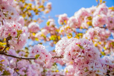 selective focus of beautiful sakura tree blossom against blue sky backdrop clipart