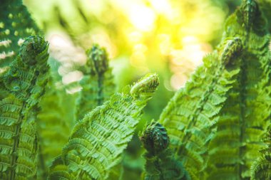 close up view of beautiful green fern and sunlight clipart