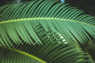 close up view of beautiful green palm leaves clipart