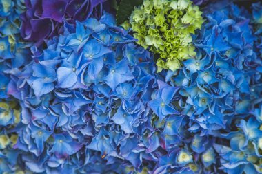 HORTENSIA