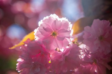 close up view of beautiful cherry tree blossom and sunlight backdrop clipart