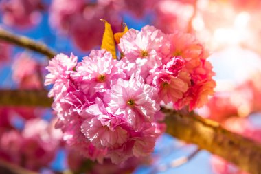 close up view of beautiful cherry tree blossom and sunlight backdrop clipart