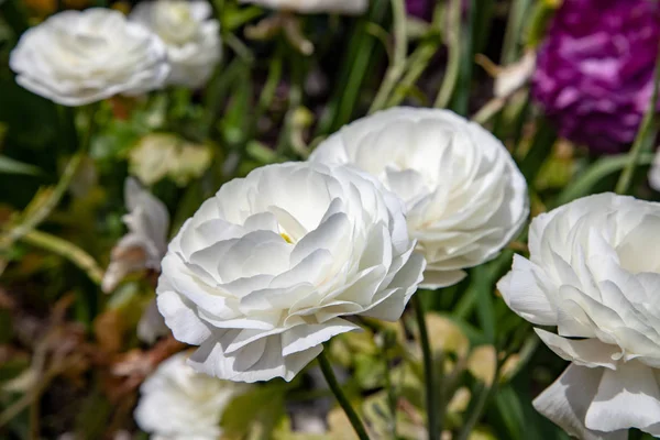 Vista Cerca Hermosas Flores Ranúnculo Blanco — Foto de Stock