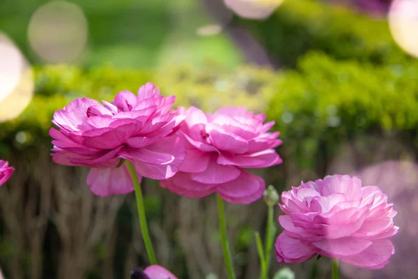 Nära Håll Utsikt Över Vackra Lila Ranunculus Blommor — Stockfoto