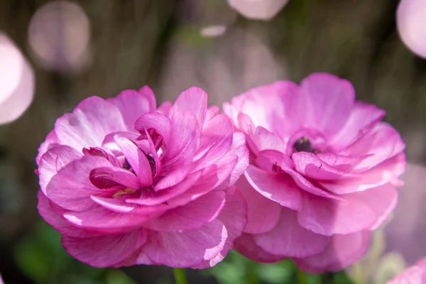 Widok Piękny Jaskier Fioletowe Kwiaty Bliska — Zdjęcie stockowe