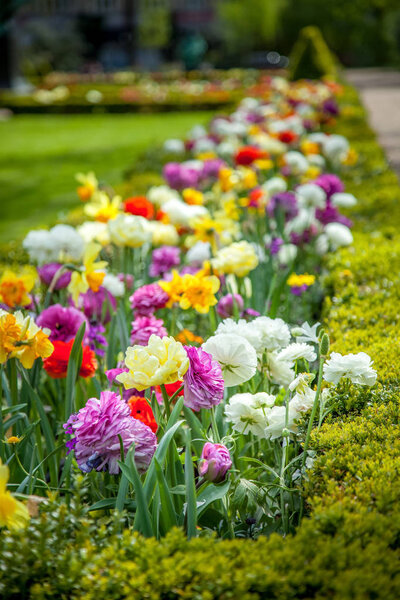close up view of beautiful colorful ranunculus flowers in park