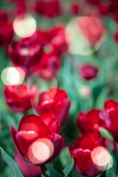 Pohled Červené Tulipány Slunečního Záření Pozadí Plochu — Stock fotografie zdarma