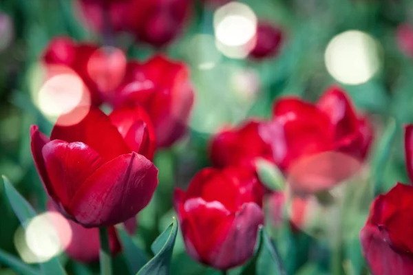 Pohled Červené Tulipány Slunečního Záření Pozadí Plochu — Stock fotografie