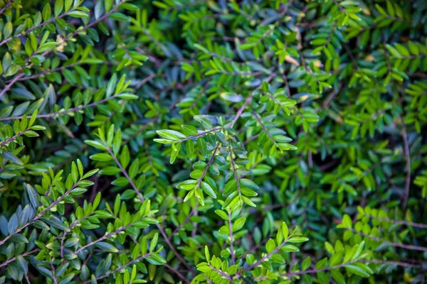 Aproape Vedere Tufișuri Fundal Frunziș Verde — Fotografie, imagine de stoc