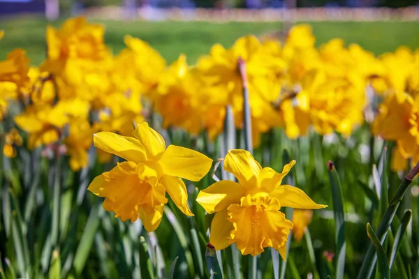 Закрыть Вид Красивые Желтые Цветы Нарцисса — стоковое фото