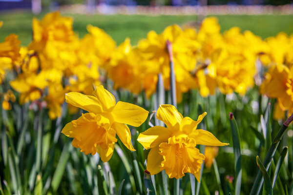 close up view of beautiful yellow narcissus flowers