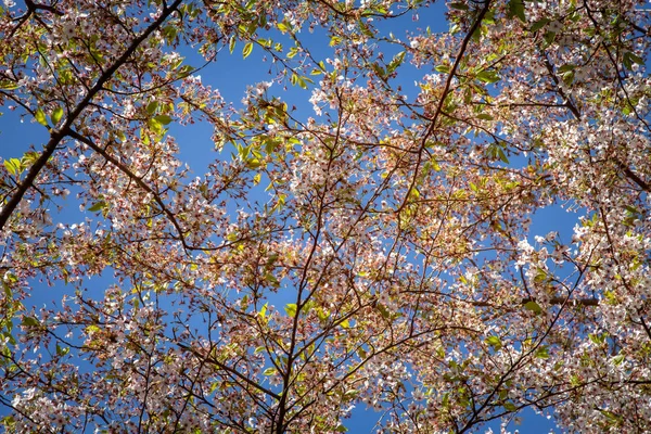 close up view of blooming cherry tree against blue sky