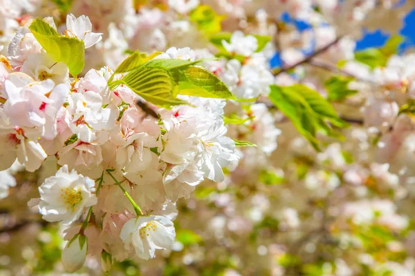 Vista Vicino Albero Allegro Fiori Fiore Sfondo — Foto Stock