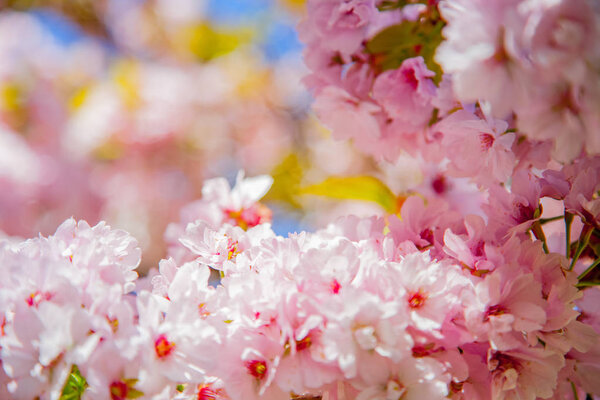 selective focus of beautiful cherry tree blossom backdrop