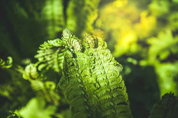 Close View Beautiful Green Fern Sunsun — Foto Stok Gratis