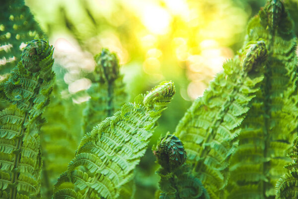 close up view of beautiful green fern and sunlight