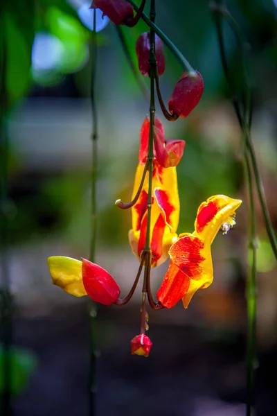 Vista Perto Bela Flor Exótica — Fotografia de Stock Grátis