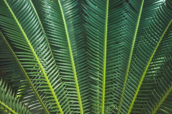 Пальма — стоковое фото