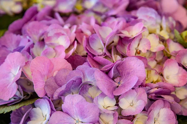 Nära Håll Utsikt Över Vackra Lila Hortensia Blommor — Stockfoto