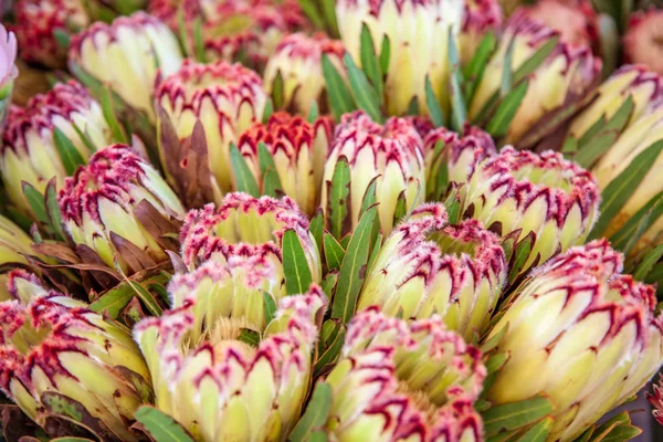 Protea