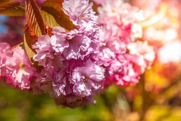 Вибірковий Фокус Красивого Дерева Сакури Квітучого Фону — стокове фото