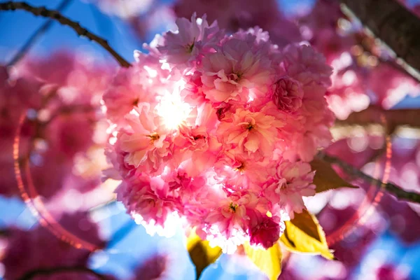 Sakura — Photo