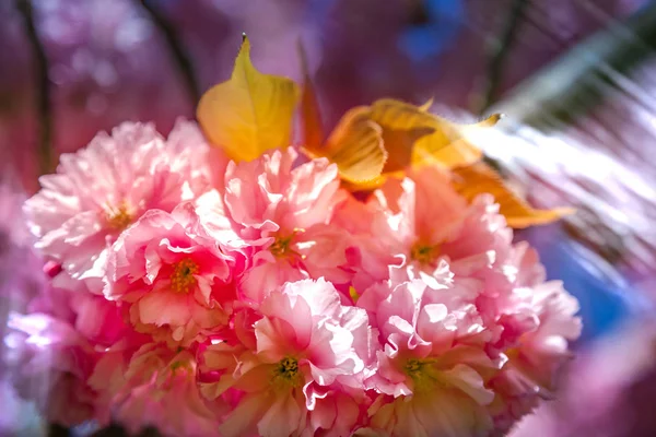 Vista Cerca Del Hermoso Telón Fondo Flor Del Árbol Sakura — Foto de Stock