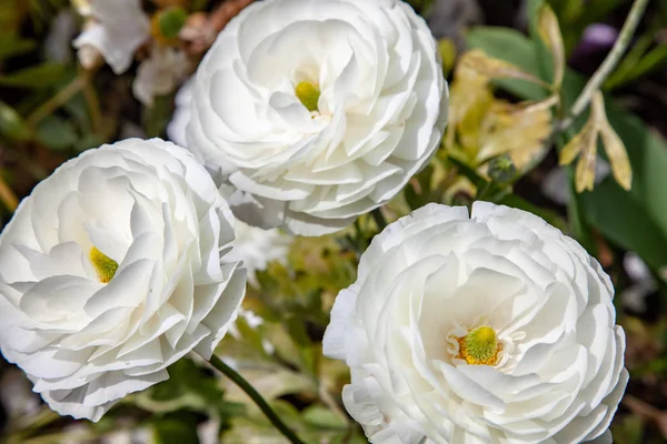 Close up view of beautiful white ranunculus flowers — Stock Image Close View Beautiful White Ranunculus Flowers Royalty Free Stock Photos