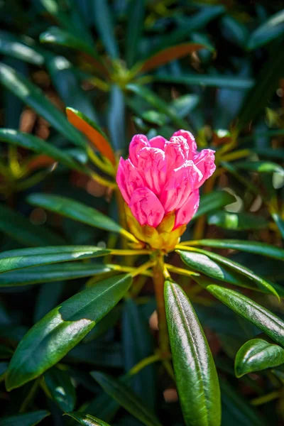 Vue Rapprochée Belle Fleur Aux Pétales Roses Aux Feuilles Vertes Photos De Stock Libres De Droits