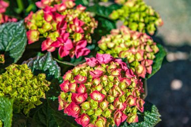 HORTENSIA çiçek bakış bulanık arka plan üzerinde kapatın