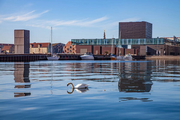 COPENHAGEN, DENMARK - MAY 6, 2018: swan swimming in calm water near moored boats and modern buildings in copenhagen, denmark