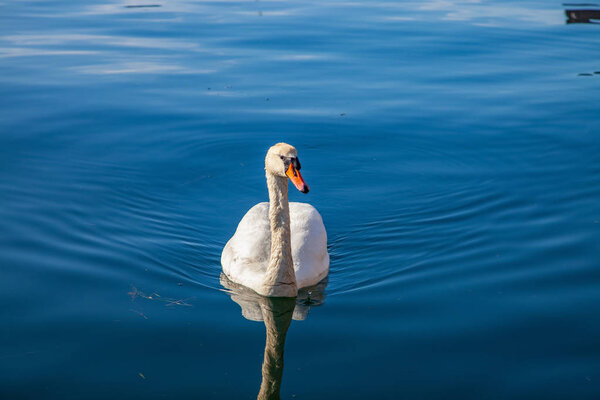 tranquil scene with beautiful white swan floating on calm water