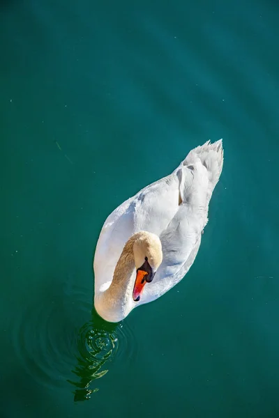 Labuť — Stock fotografie