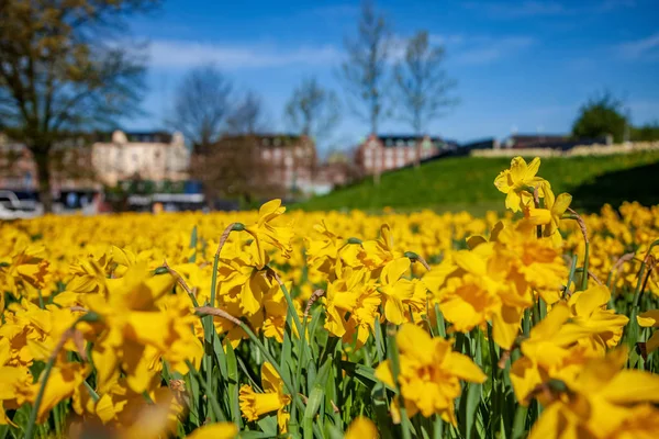 Close Beeld Van Mooie Bloeiende Narcissen Groen Gazon Historische Architectuur — Stockfoto