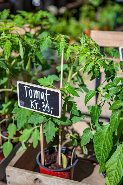 close-up view of green tomato plants growing in pots and small board with inscription tomato and price