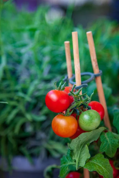 Tomater — Gratis stockfoto