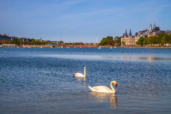 two swans on river with cityscape behind in Copenhagen, Denmark