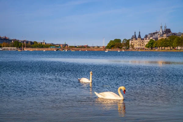 Twee Zwanen Rivier Met Stadsgezicht Achter Kopenhagen Denemarken — Gratis stockfoto