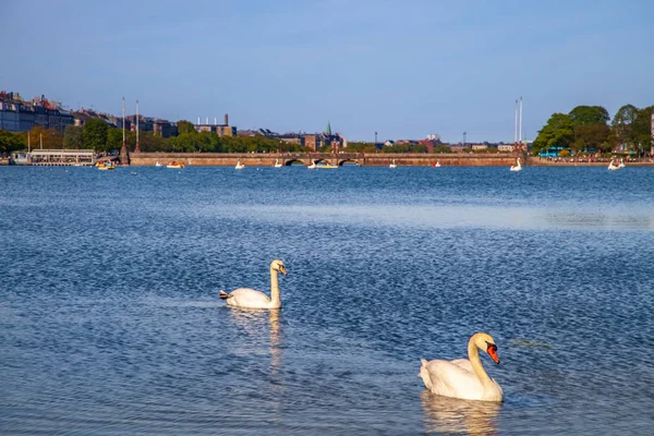 Schwäne — kostenloses Stockfoto